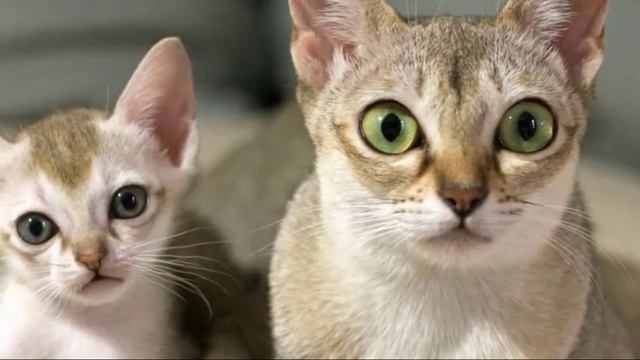 50 забавных фактов о кошках, которые помогут вам лучше понять вашего питомца