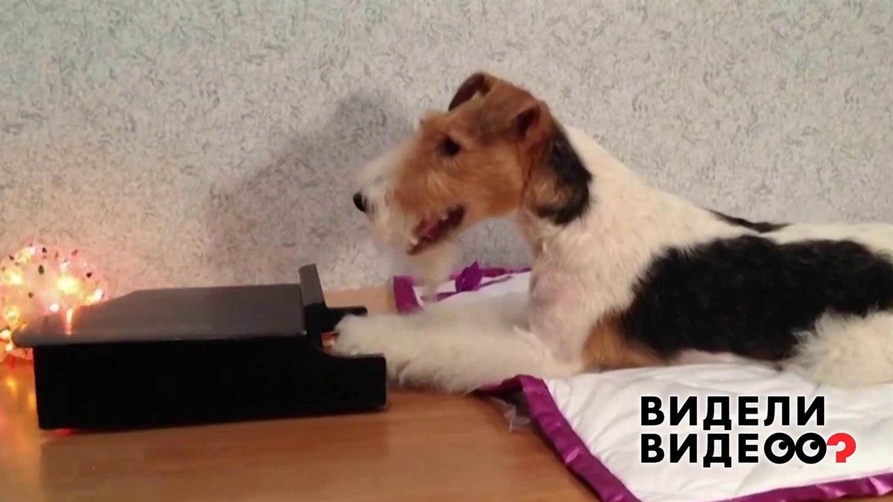 Музыкальная собака. Видели видео? Фрагмент выпуска от 08.01.2019