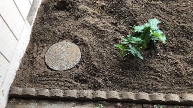 Front yard flower bed💐 смотреть онлайн