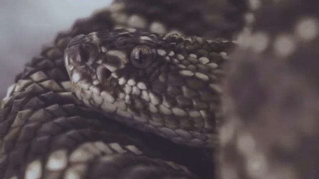 Факты про змей, которые вы точно не знали смотреть онлайн
