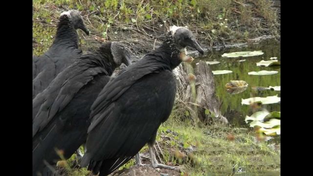 Американская чёрная катарта смотреть онлайн