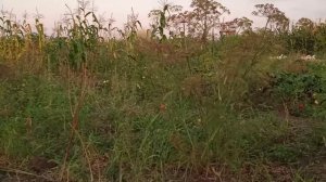 ГУСИ ДАТСКИЙ ЛЕГАРД! ОБЗОР ПОРОДЫ! САМАЯ ЛУЧШАЯ ПОРОДА НА МЯСО!