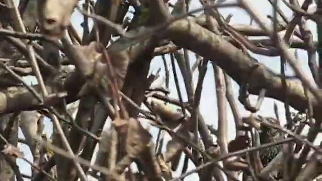 Скворцы прилетели крупным планом смотреть онлайн