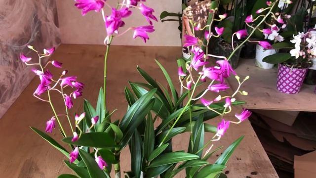 ? ПРОДАЖА ОРХИДЕЙ. Завоз от 16.08.21 Обзор орхидей. Орхидеи почтой. Купить орхидею. Магазин орхидей смотреть онлайн