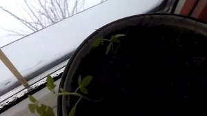 Огурец на подоконнике зимой без подсветки. Эксперимент.