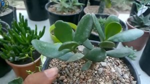 Succulent : 5 basic tips for beginners