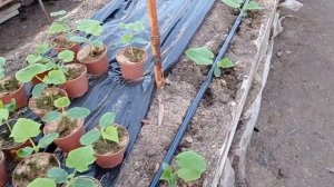 Цена цветов в Луганске на оптовом рынке.