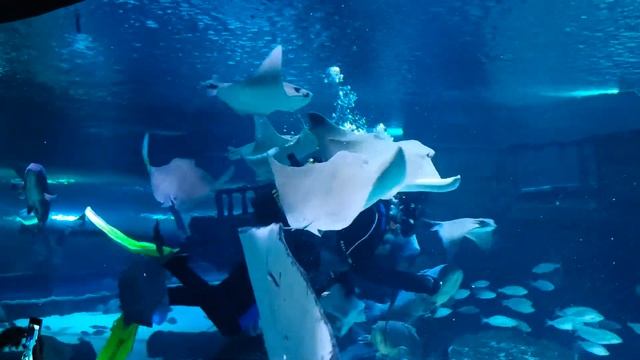 Анталья Аквариум Океанариум Анталии самый большой тоннель в мире Турция Акула укусила ската смотреть онлайн