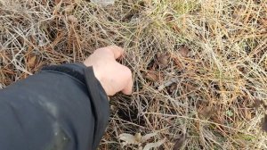 Собираем грибы мышата в декабре