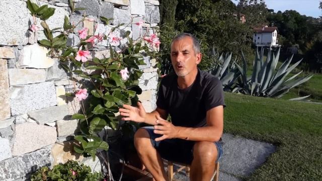 Dipladenia tutto quello che bisogna sapere смотреть онлайн