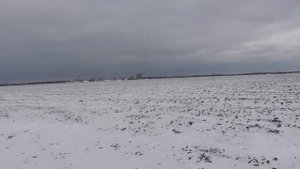 Сокол ест Голубя в полете! Как Сокола разрывают моих Голубей в Полете. Бакинские голуби