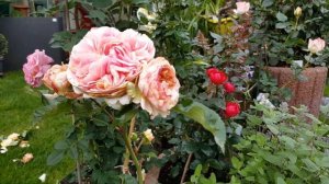 #Annapurna роза. Ароматные розы сада, мой выбор.
