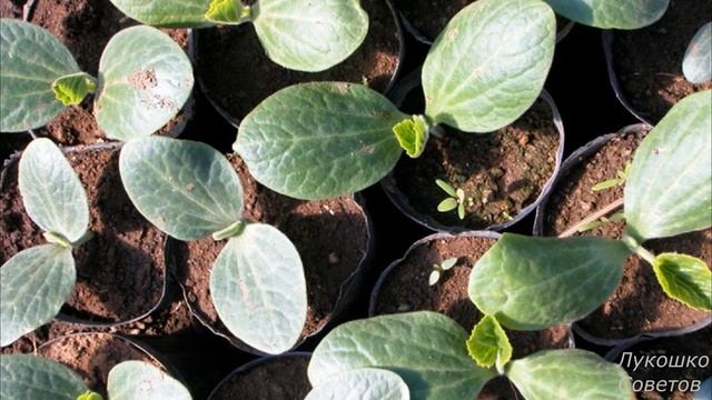Подкормка Рассады Огурцов Хочешь Быть с Огурцами Просто Полей Этим Правильное Выращивание Рассады смотреть онлайн
