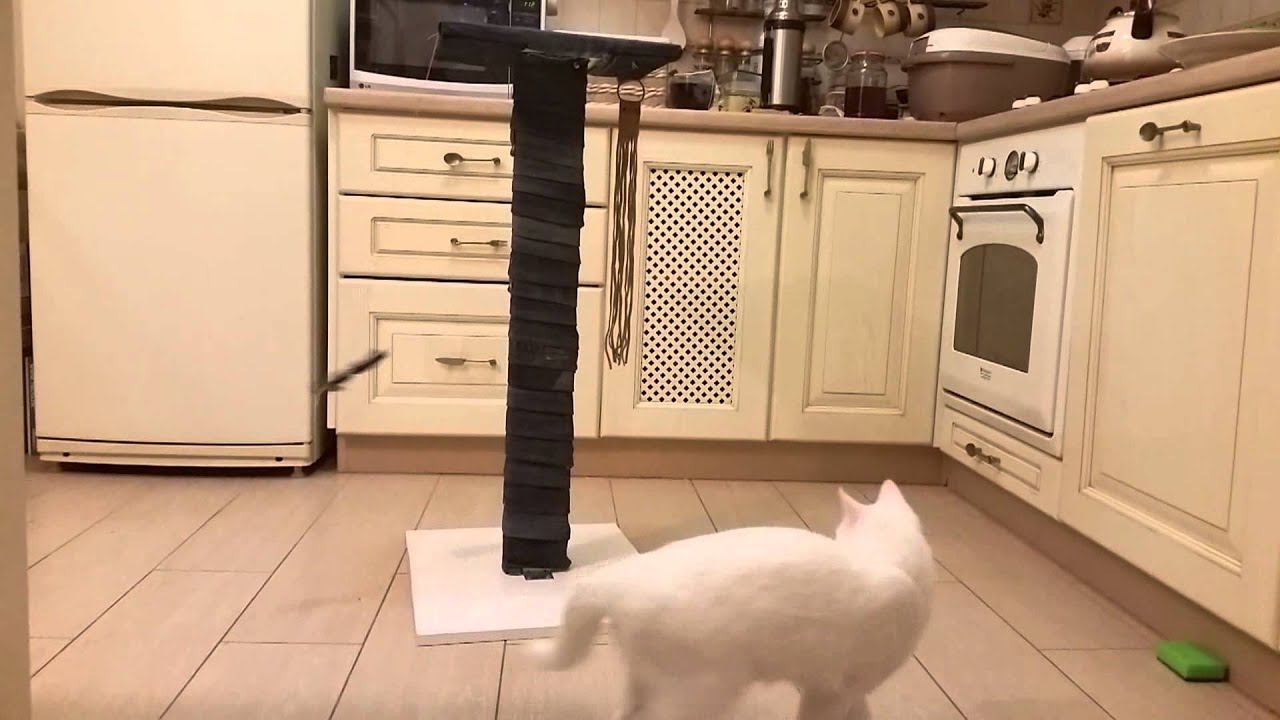 Играющий кот смотреть онлайн