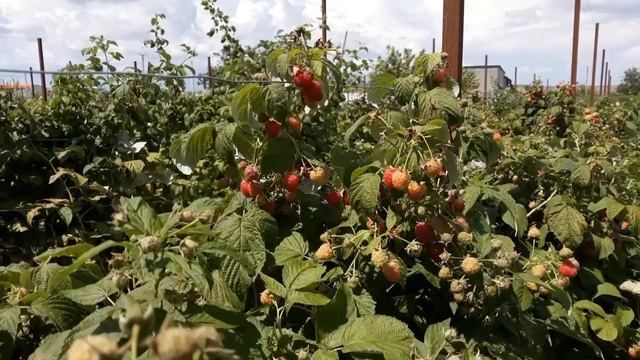 Полесье смотреть онлайн