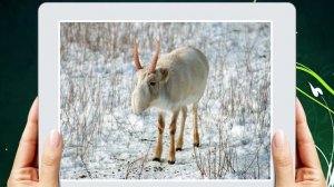 САМЫЕ НЕОБЫЧНЫЕ ЖИВОТНЫЕ МИРА ? видео для детей