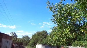 Орех "Идеал" -  не идеал. О семенном размножении ореха грецкого.