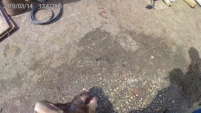 Режим второго кабана смотреть онлайн