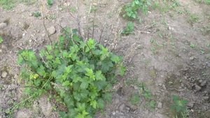 Как размножить красную смородину самому.