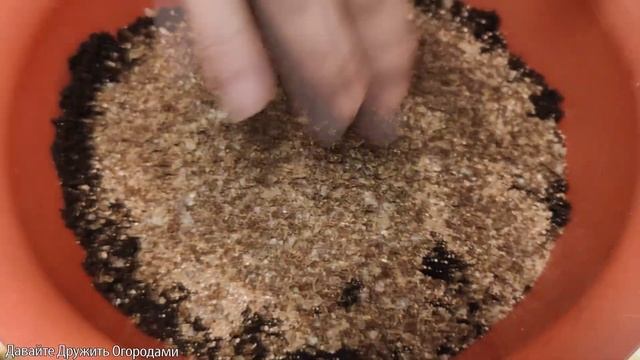 Красивые цветы Эустома и Пеларгония. Пересадка и уход смотреть онлайн