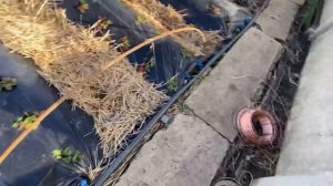 Мини балаган парник теплица из арматуры своими руками самодельный трубогиб