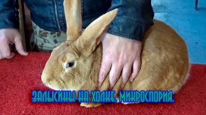 Залысины у кролика.