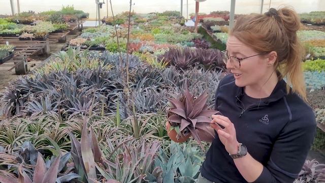 What's MANGAVE and how to grow it! | MCG in the Greenhouse смотреть онлайн