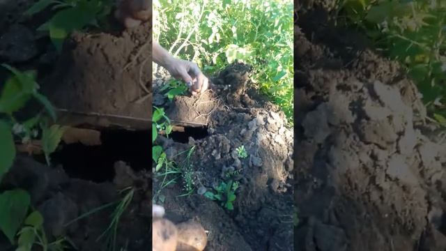 Мой огород,выращенная картошка в Казахстане г.Павлодар