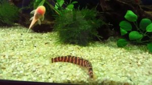 Акантофтальмус Кюля (Acanthophthalmus kuhli)