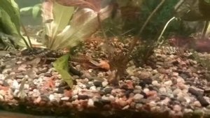 Номерные сомы: L046, L134, L181, L393, L401 и другие