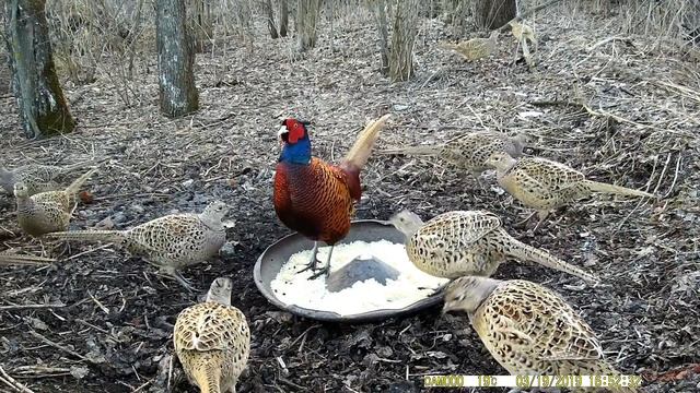 Научный Эксперимент над Фазанами!