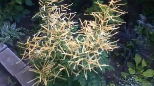 Волжанка, арункус "Misty Lace". Цветение волжанки | Aruncus