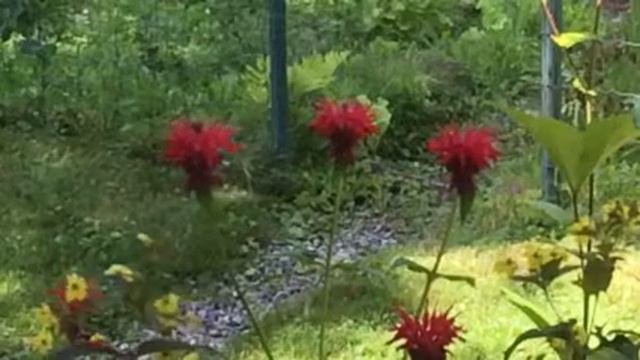 Emerald Hummingbird смотреть онлайн