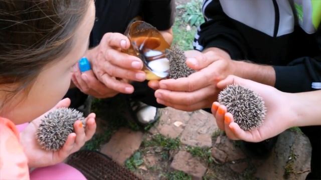 Какие милые ёжики. смотреть онлайн