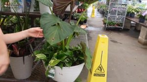 $39 Gloriosum?! BIG BOX & RARE Plant Deals! 💚 Lowe's + Zone 9 Tropicals, Houston TX