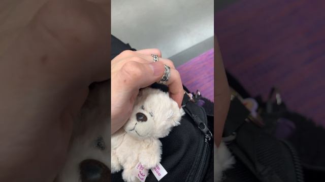 残念なことに片耳のみ澄ましている私の犬のぷんしゃみ🐶 смотреть онлайн