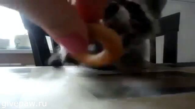 Смешные и прикольные еноты - забавные животные. Funny raccoon - cute animals смотреть онлайн