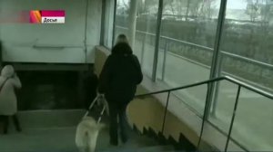 Столичные сыщики нашли украденную у слепой певицы собаку-поводыря - 06.08.2015
