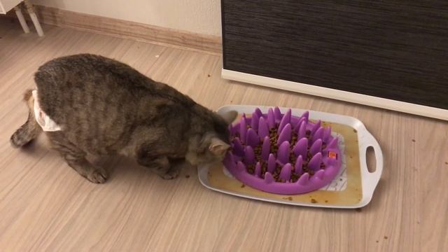 Шейла и миска Northmate Catch смотреть онлайн