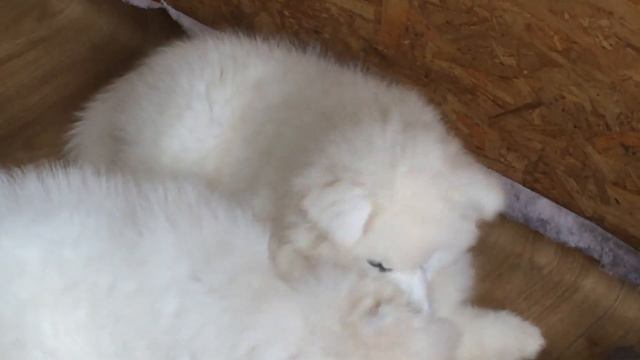 самоедики Рик и Рон «бодаются» 😄 смотреть онлайн