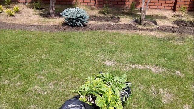 Бордюр из хост. Меняем ландшафтный дизайн участка. смотреть онлайн