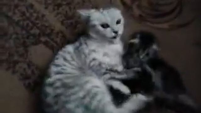 Шотландские вислаухие котята  играют..#шотландские.#котята.#вислоухие.
