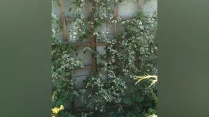 Ампелопсис(Виноградовник)