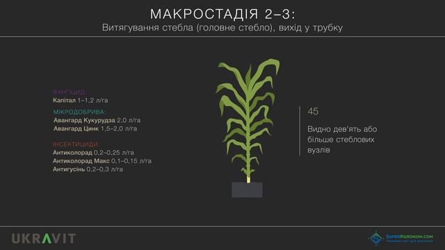 Система захисту та підживлення Кукурудзи