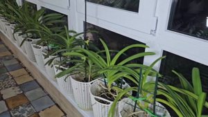 1В. Орхидея Ванда. Распаковка и посадка. / Vanda Orchid. Unpacking and planting.