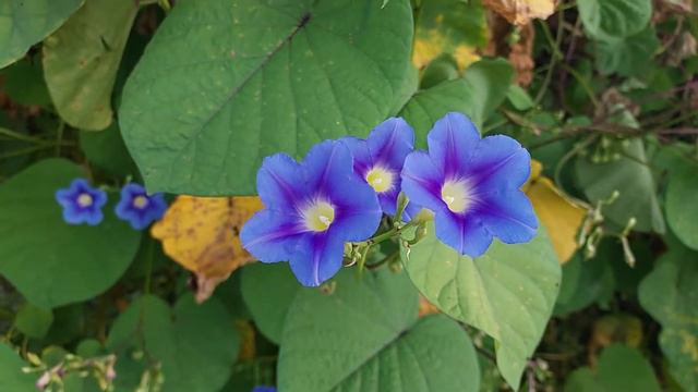 Morning glory flower смотреть онлайн