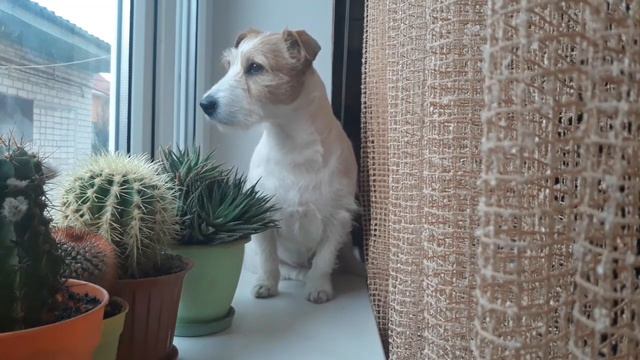 Джек Рассел терьер- jack russell собака-друг. Жизнь в частном доме #семейныйблог