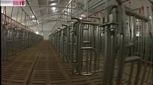 Вадский свинокомплекс