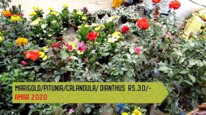 Recent Week Winter Plant Price | Galiff Street Cheapest Plant Market Kolkata |1st January 2023 Visi