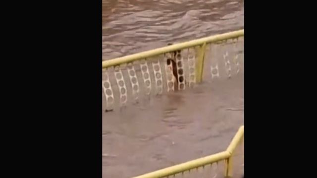 Собака застряла в ограждении ручья во время течения смотреть онлайн